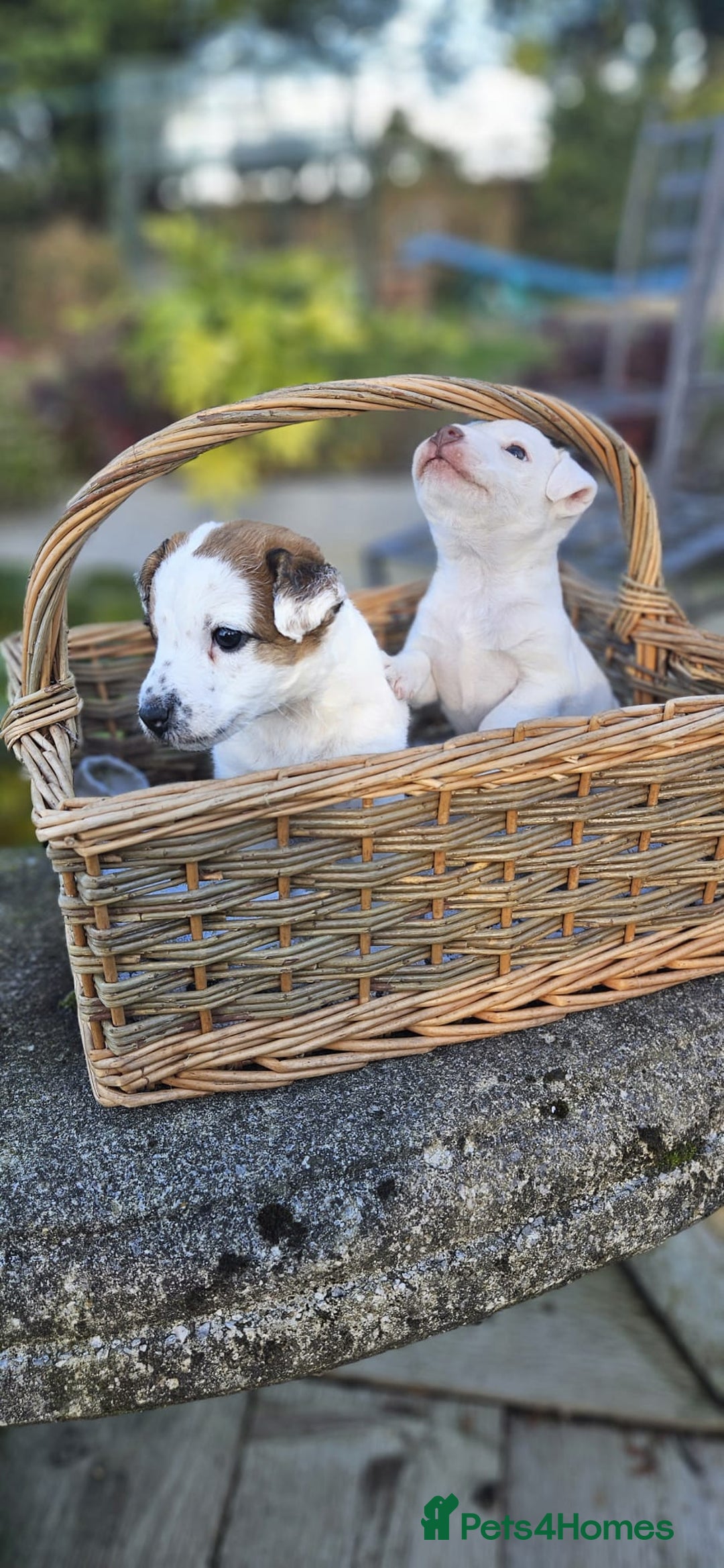 Jack Russell dogs for sale: Tremendous JRT boys  - Image 3