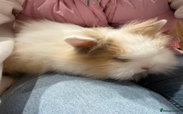 Lionhead rabbits for sale: Lionhead bunnies  - Image 6