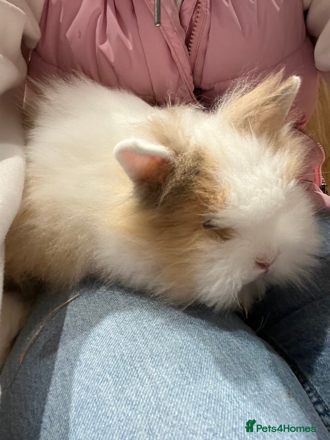Lionhead rabbits for sale: Lionhead bunnies  - Image 6