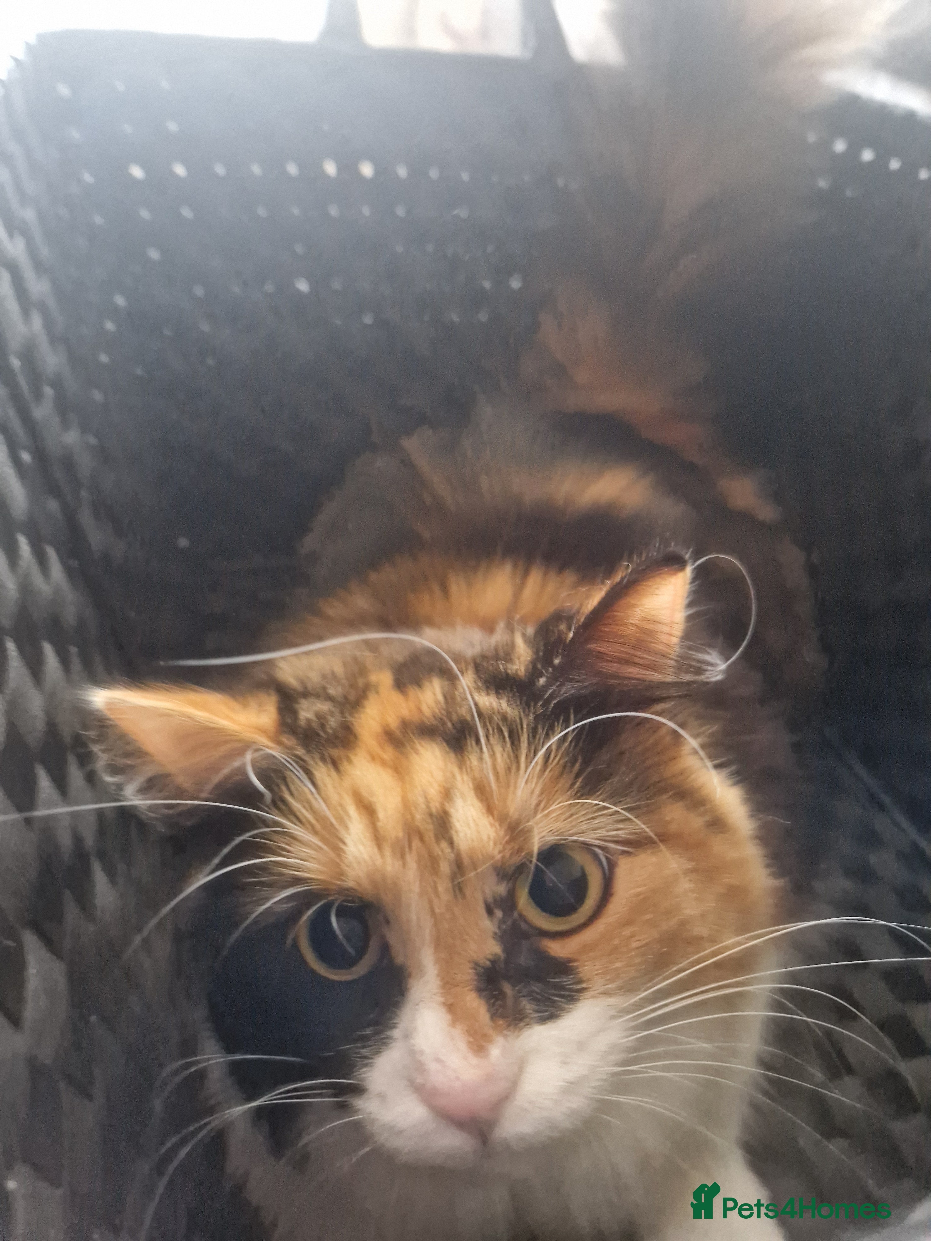 Mixed Breed cats Cat looking for loving family  - Advert 9