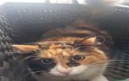 Mixed Breed cats for sale: Cat looking for loving family  - Image 1