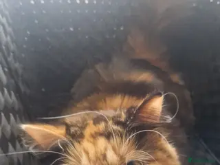 Mixed Breed cats Cat looking for loving family - Advert 9