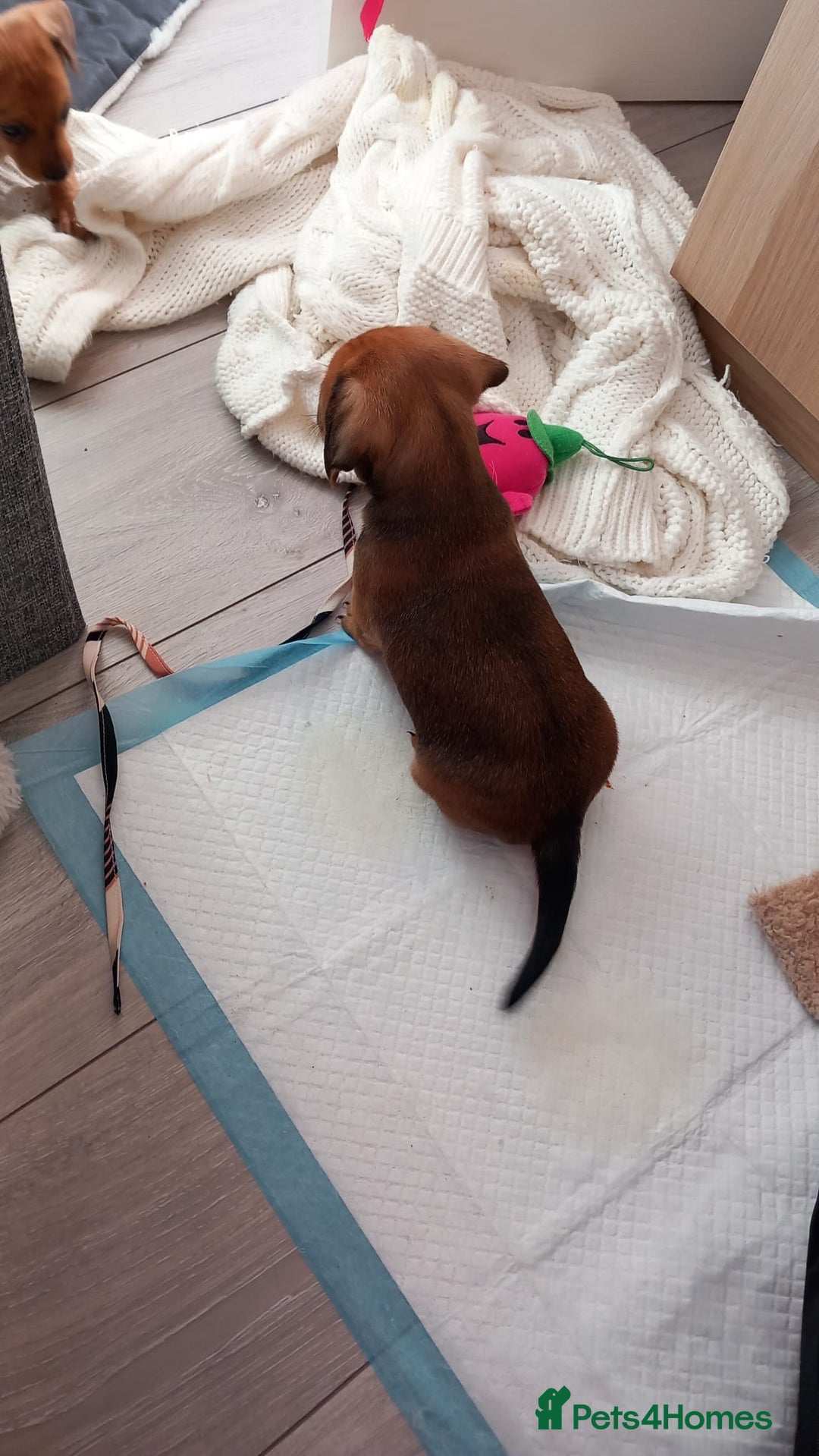 Chiweenie dogs for sale: Two beautiful puppy’s male - Advert 6