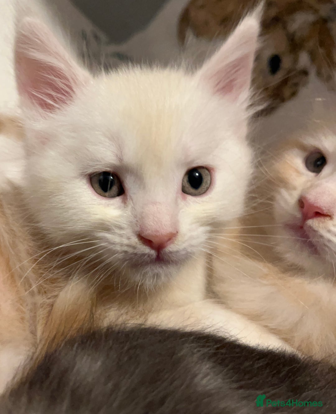 Maine Coon cats for sale: Purebred Maine Coon kittens - Image 19