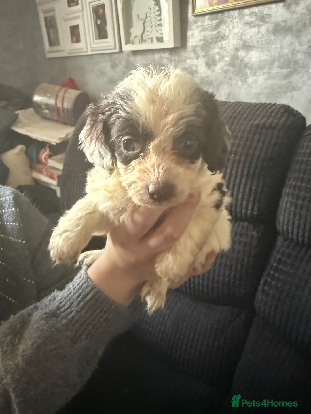 Cockapoo dogs for sale: Miniature cockapoos - Advert 2