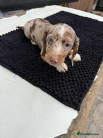 Dachshund dogs - Advert 12