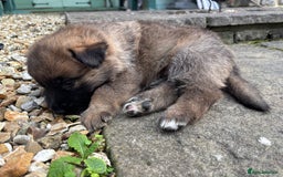 German Shepherd dogs for sale: German Shepherd puppies (Alsatian) - Image 2