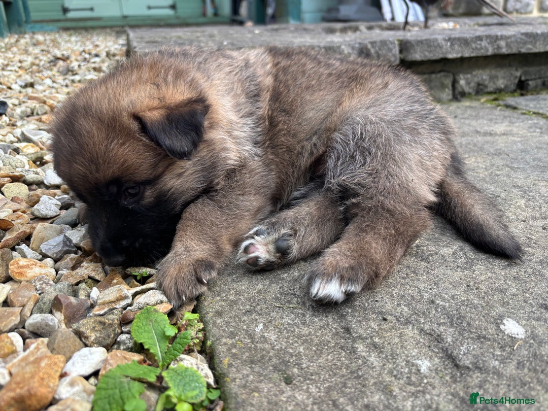 German Shepherd dogs for sale: German Shepherd puppies (Alsatian) - Image 2