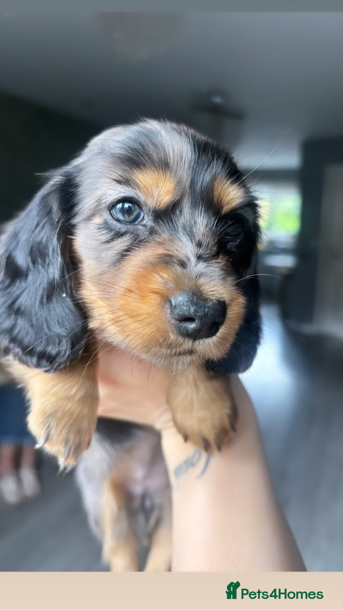 Miniature Dachshund dogs 1 boy & 1 female left Miniature dachshund puppies  - Advert 1
