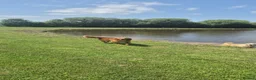 Golden Retriever dogs for sale: KC GOLDEN RETRIEVER PUPS HEALTH TESTED PARENTS  - Advert 5