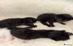York Chocolate cats for sale: Mother and kittens - Image 1