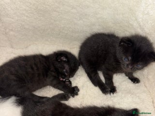 York Chocolate cats - Advert 15