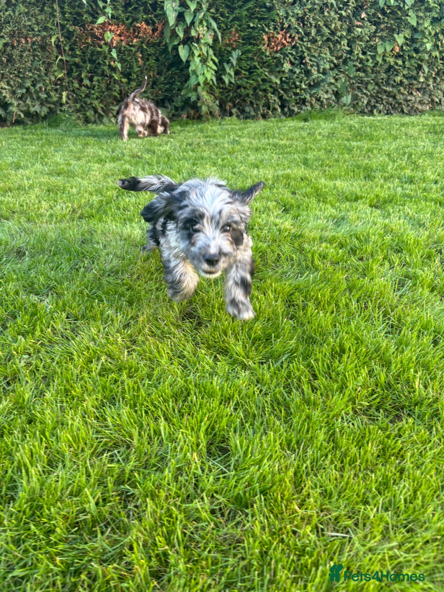 Sproodle dogs Three Beautiful Girls Remaining F1 Merle Sproodles - Advert 2