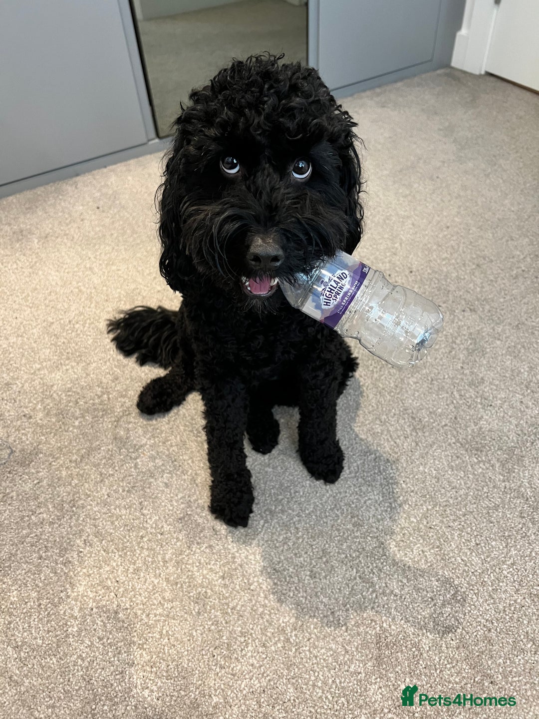 Cockapoo dogs for sale: Rehoming our Cockapoo Ted nearly 5 years old - Advert 3