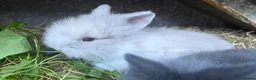 Lionhead rabbits for sale: Double Mane Lion Head Bunnies 🐰 for sale  - Advert 8