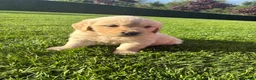 Golden Retriever dogs for sale: Golden Retriever Pups for sale  - Advert 14