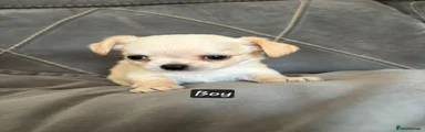 Chihuahua 3