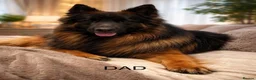 German Shepherd dogs for sale: LARGE KC BIG BONE PUPPIES READY TO GO - Advert 3