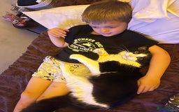 British Longhair cats for sale: 5 month old kittens for sale  - Image 2
