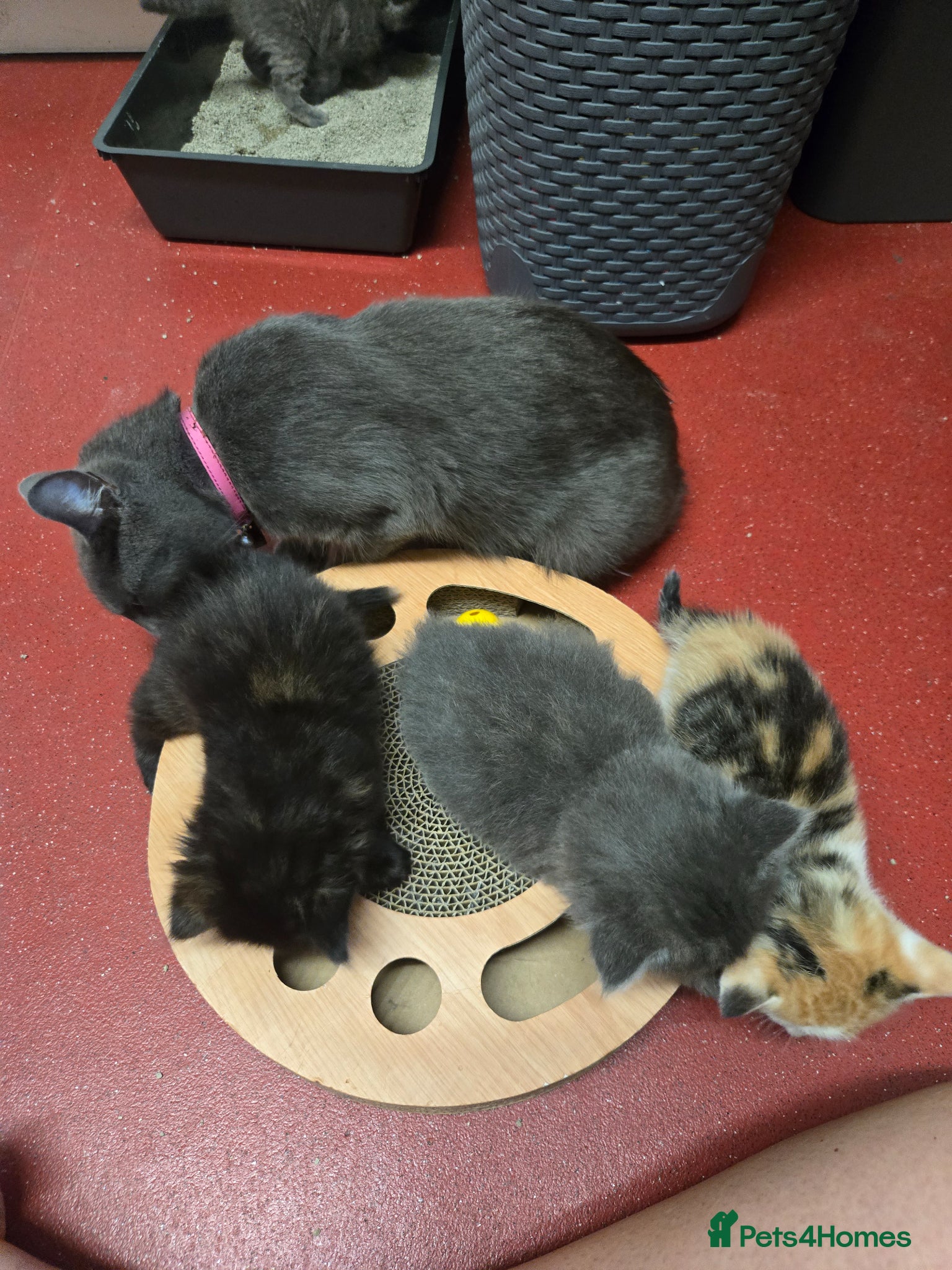 Mixed Breed cats for sale: Gorgeous kittens in Petersfield - Advert 9