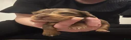 Miniature Dachshund dogs for sale: Miniature long hair dachshund Puppies  - Advert 28