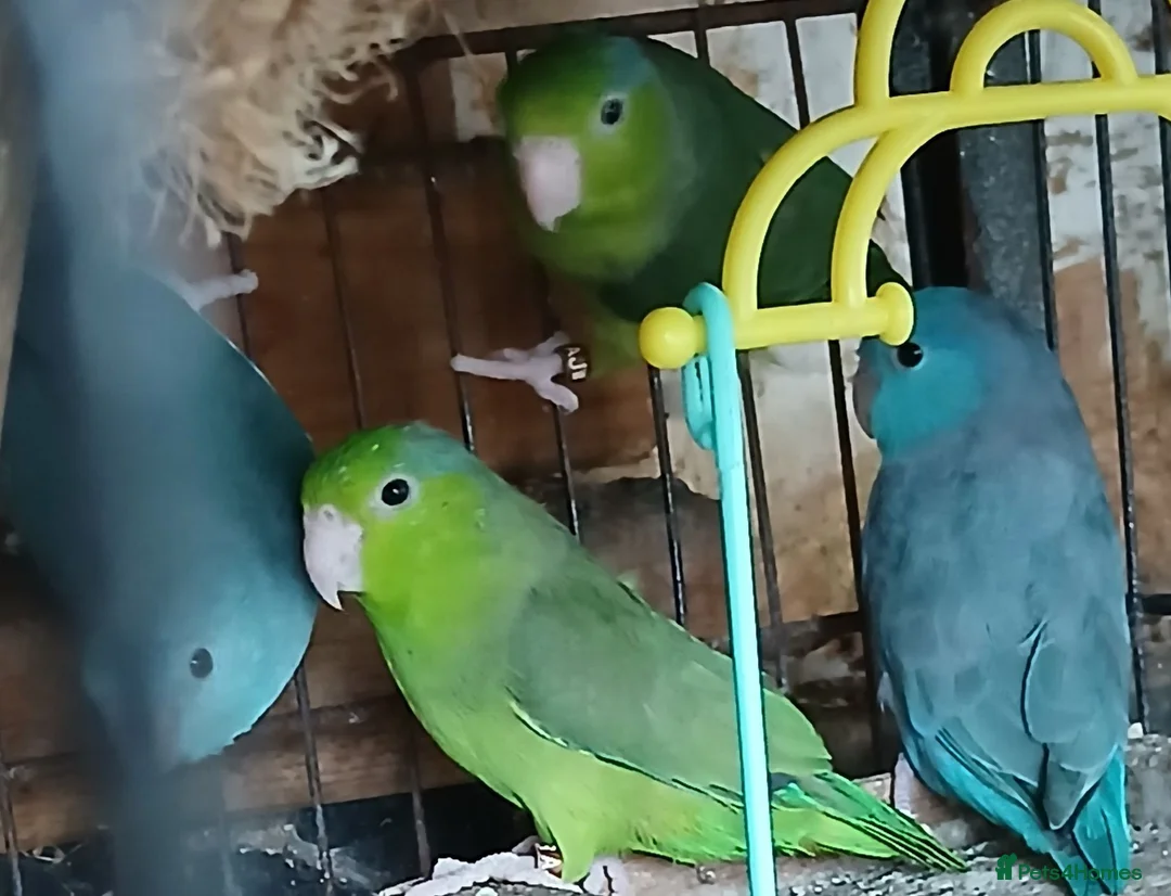 Mixed Breed birds for sale: Parrotlets Celestial  Parrotlets  - Advert 2