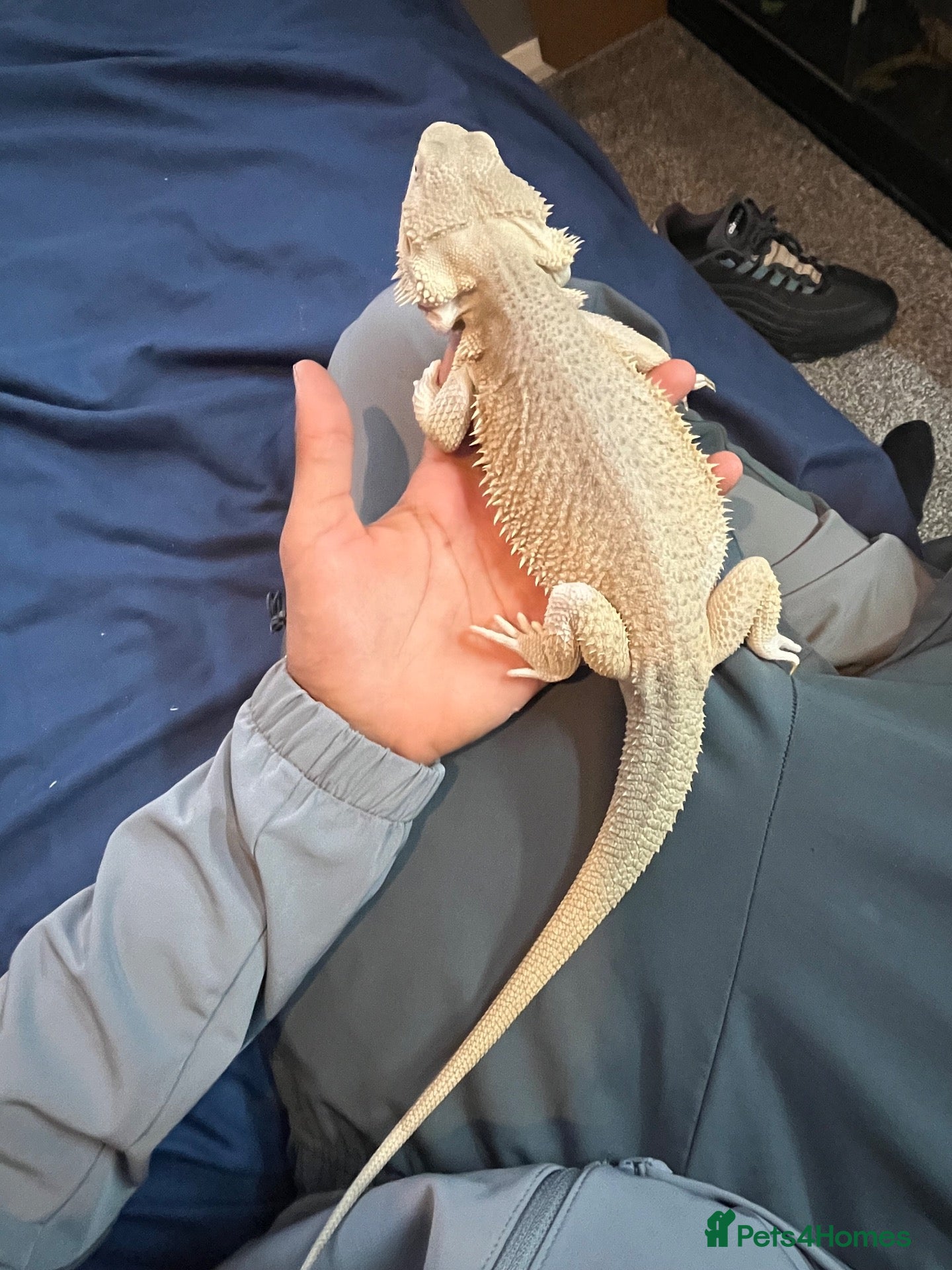 Bearded Dragon reptiles Hypo zero bearded dragon  - Advert 6