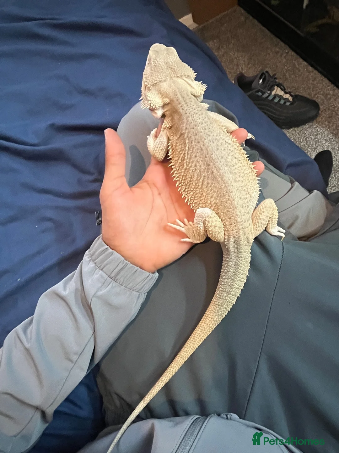 Bearded Dragon reptiles for sale: Hypo zero bearded dragon  - Advert 1
