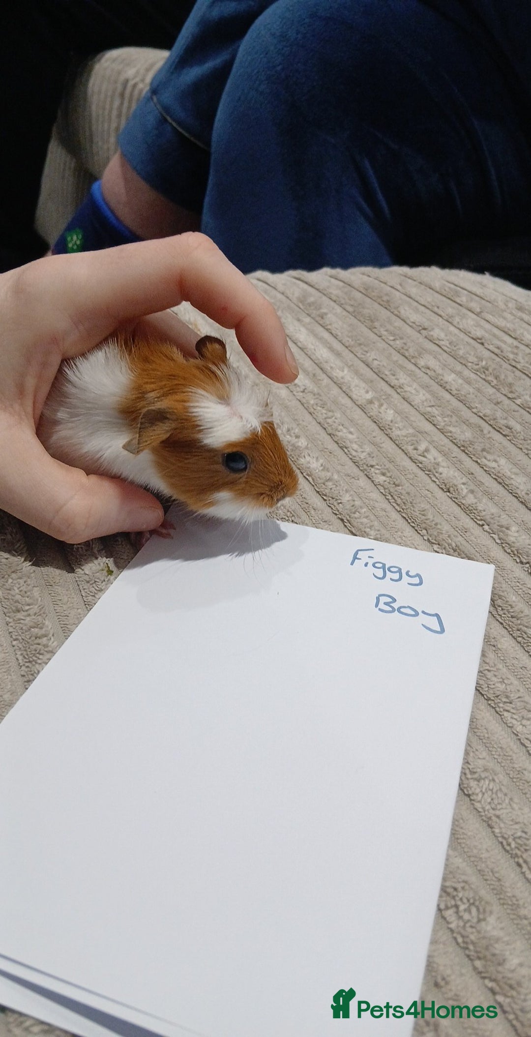 Guinea Pig rodents for sale: 8 guineapigs  - Advert 7