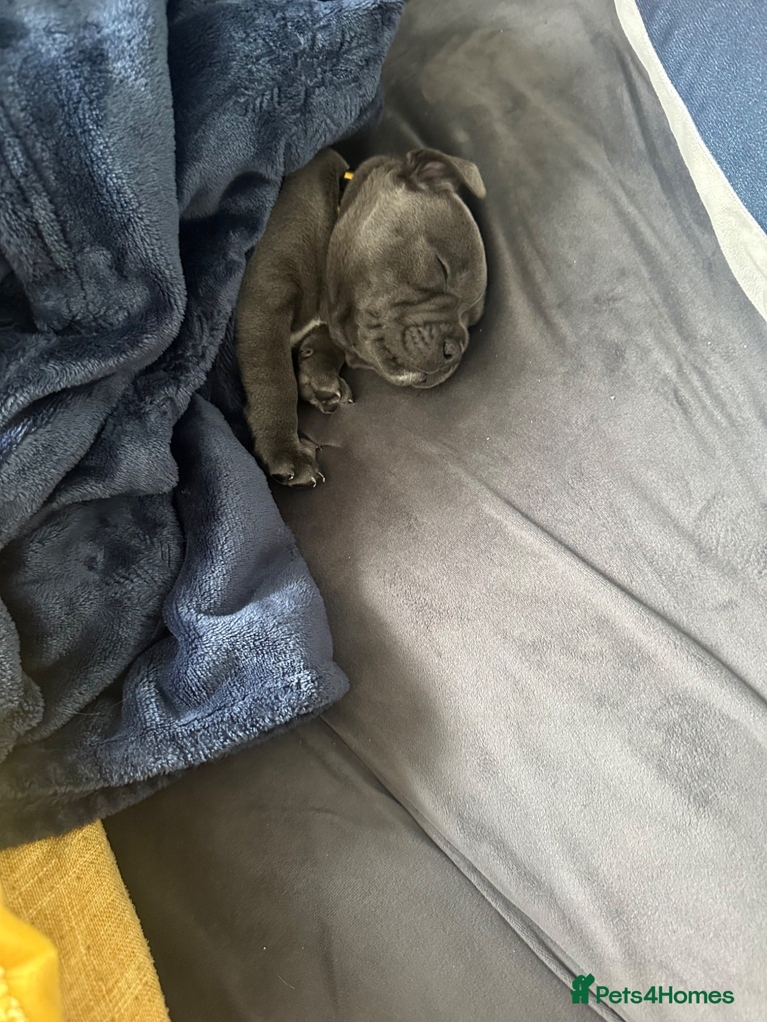 Staffordshire Bull Terrier dogs Gorgeous blue KC Staffy Pups *Champion Bloodlines* - Advert 2