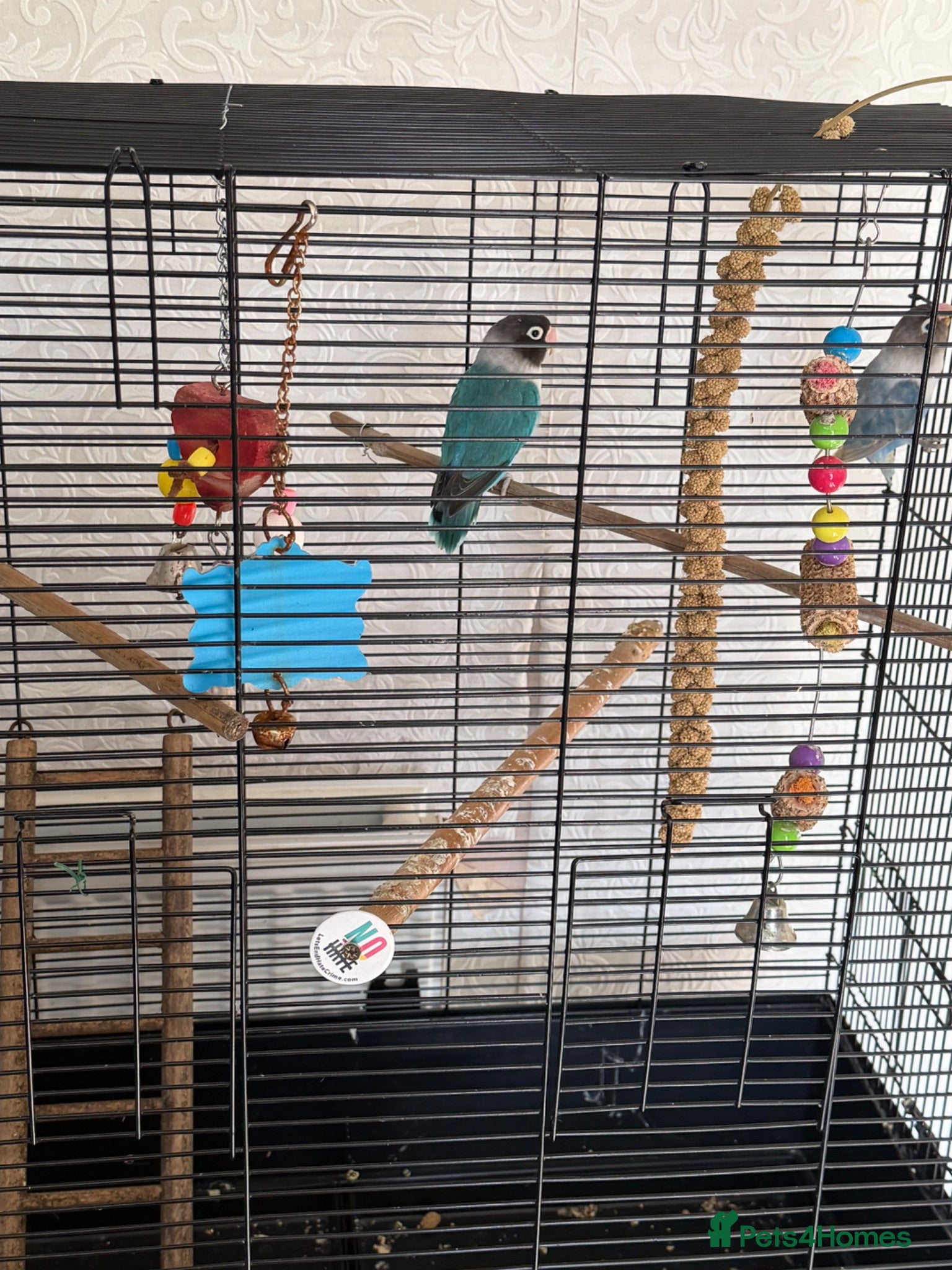 Lovebirds birds Love birds breeding pairs beautiful birds  - Advert 1