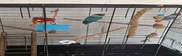 Lovebirds birds for sale: Love birds breeding pairs beautiful birds  - Advert 1