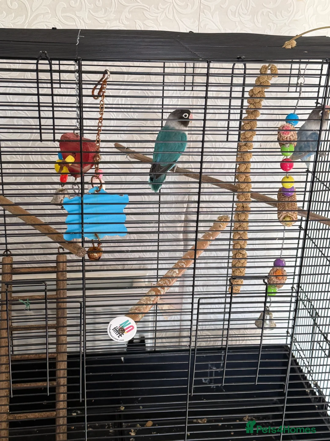 Lovebirds birds for sale: Love birds breeding pairs beautiful birds  - Advert 1