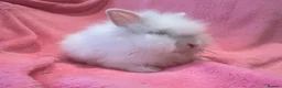 Lionhead rabbits for sale: Mini double maned lionheads  - Advert 8