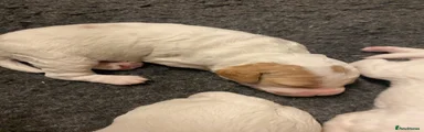 Cockapoo 4