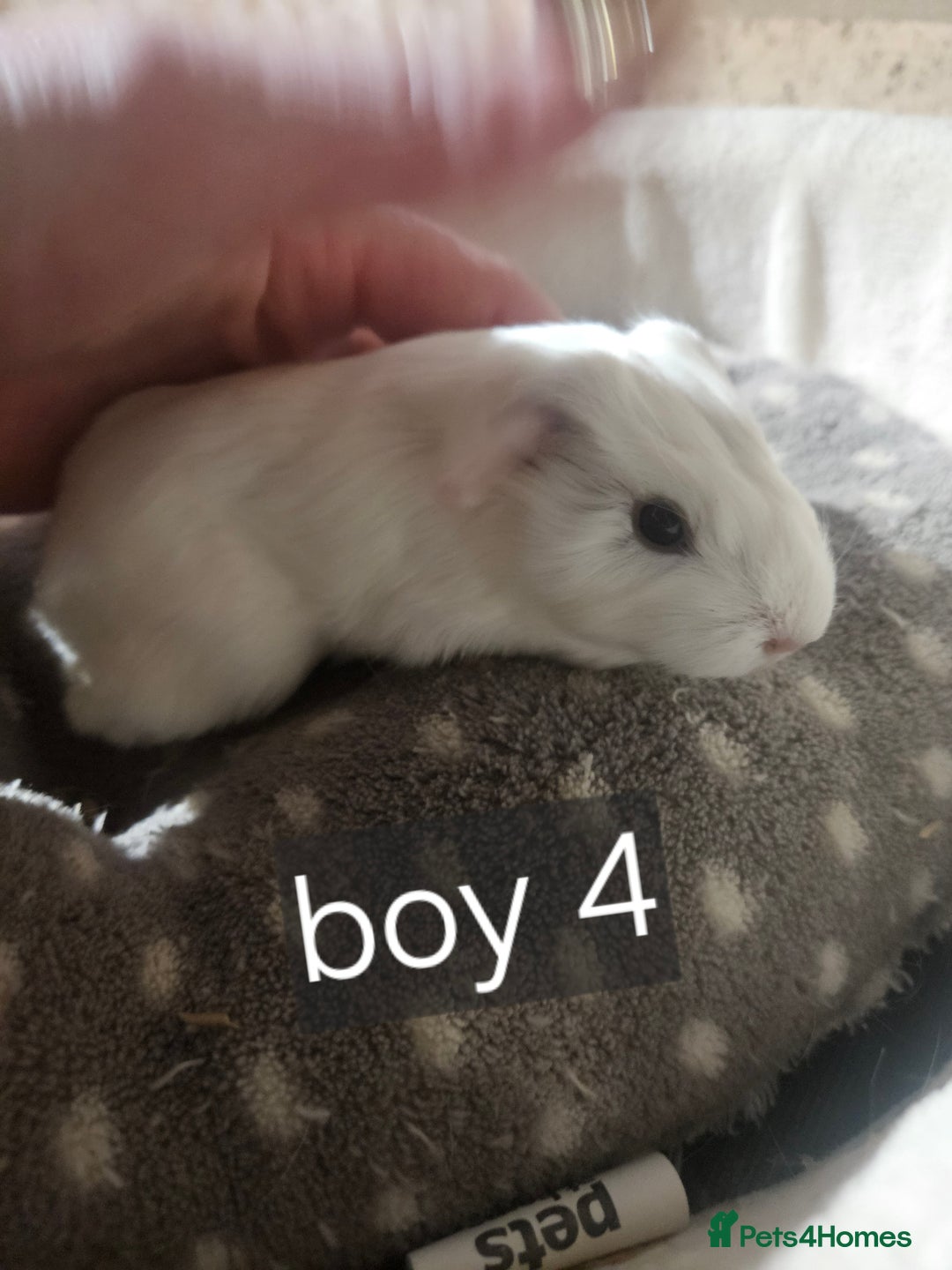 Guinea Pig rodents for sale: Baby boy and girl guinea pigs some ready now - Advert 6