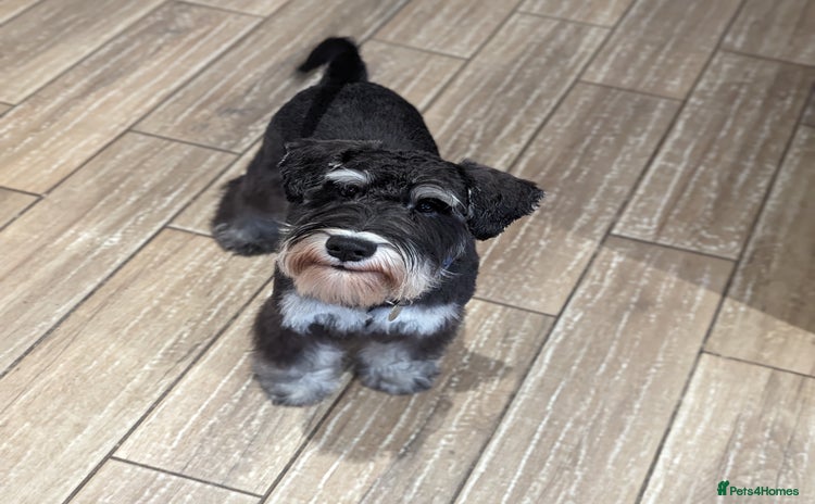 Miniature Schnauzer dogs in Liverpool - Advert 5