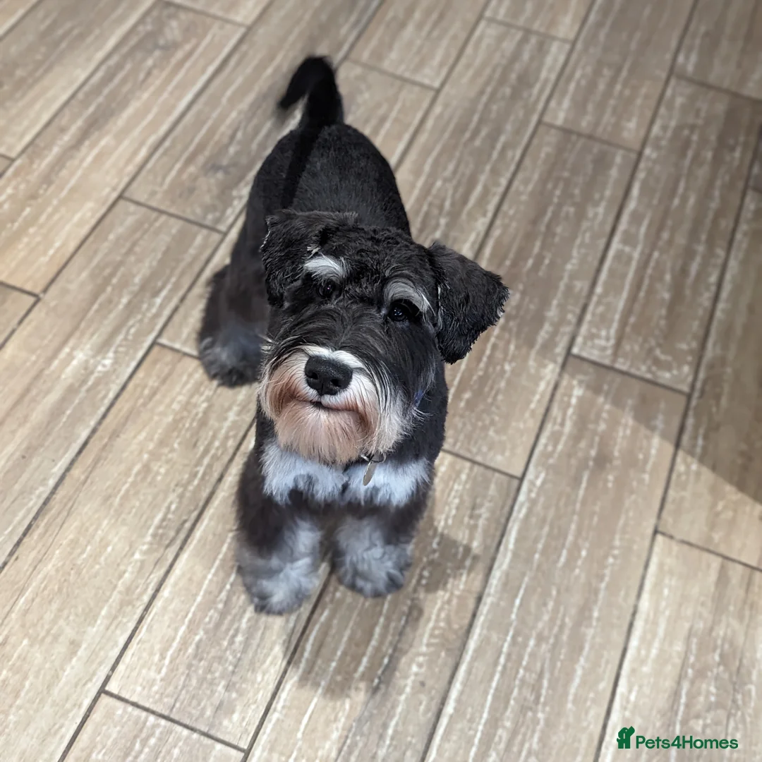 Miniature Schnauzer dogs for stud: Fully health tested, KC reg stud - Advert 2