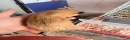 Guinea Pig rodents for sale: 16 baby guinea pigs - Advert 6