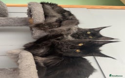 Maine Coon cats for sale: beautiful mainecoon sisters  - Image 1