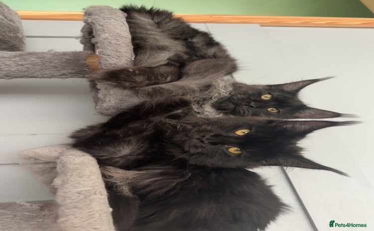 Maine Coon cats - Advert 15