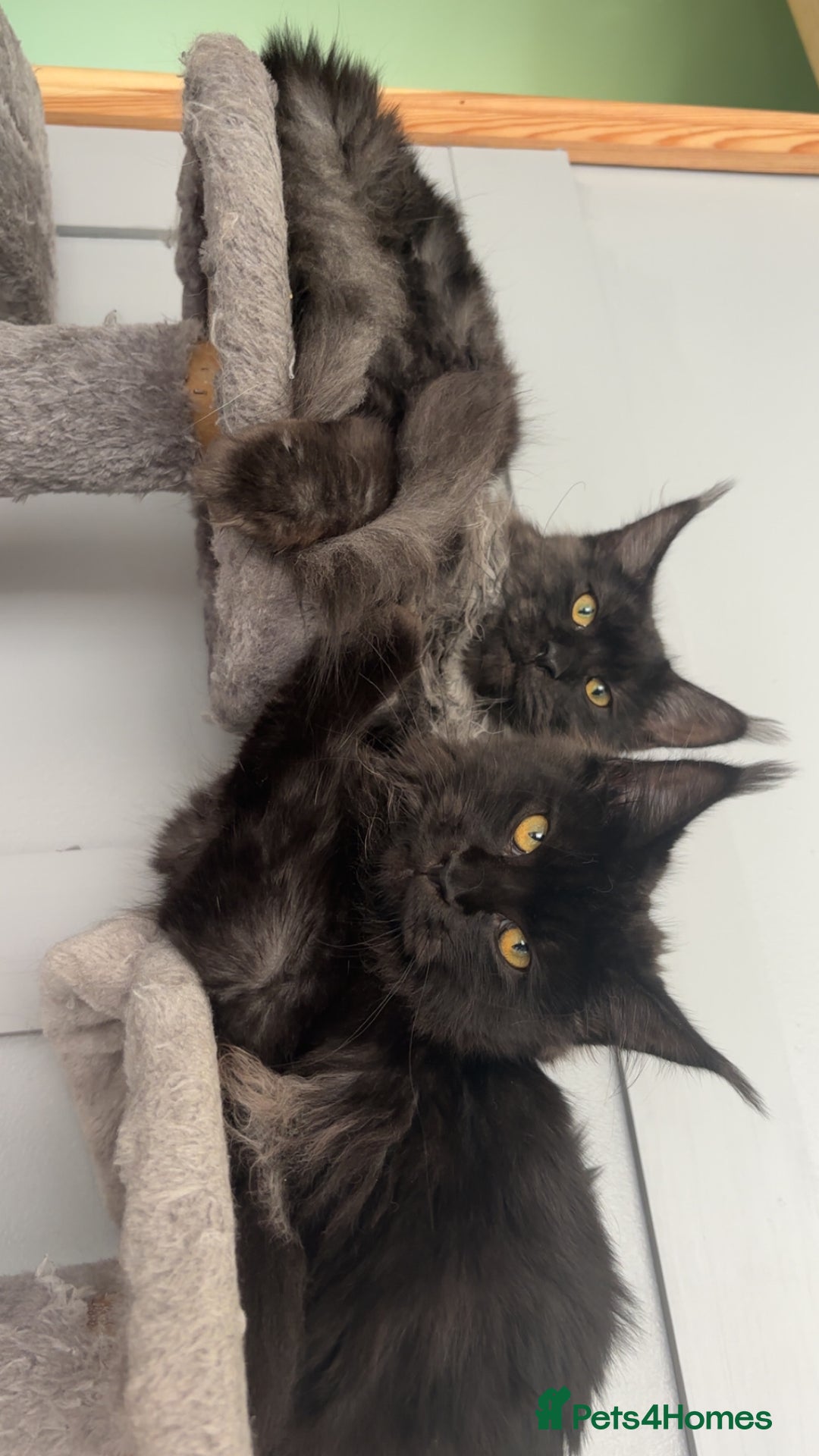 Maine Coon cats for sale: beautiful mainecoon sisters  - Image 1