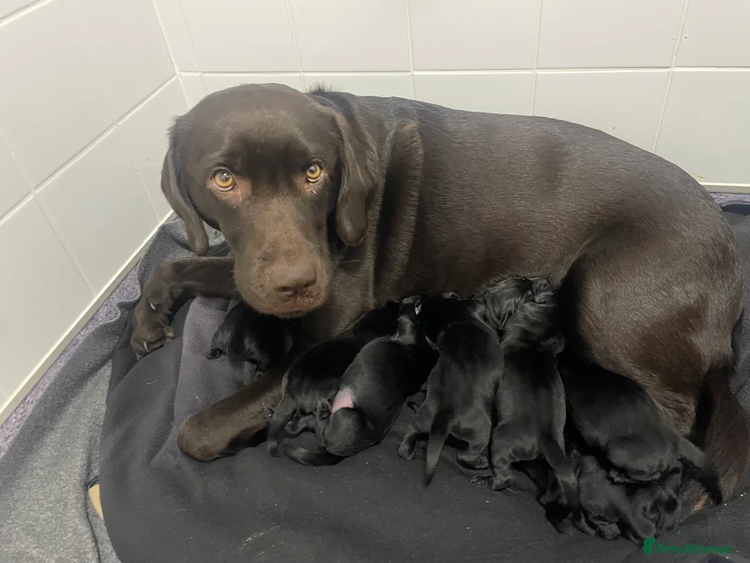 Labrador Retriever dogs for sale: Labrador puppies - Advert 2