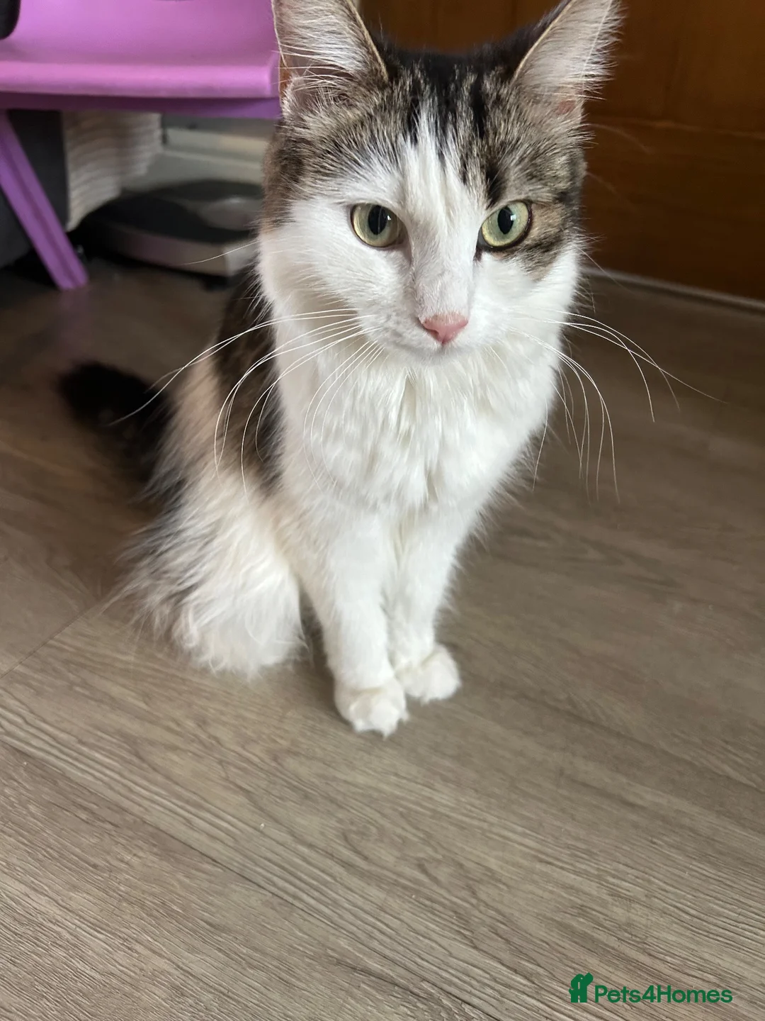Mixed Breed cats for sale: 1 mother and 3 adorable kittens  - Advert 2