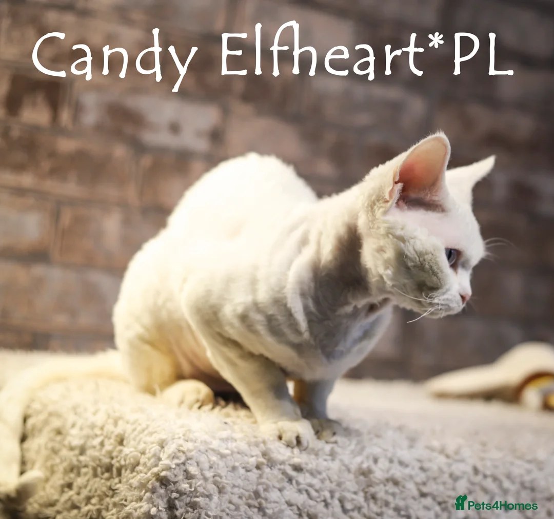 Devon Rex cats for stud: Stunning white boy with blue eyes for stud in Whitchurch - Advert 9