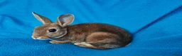 Rex rabbits for sale: Mini rex rabbits - Advert 6
