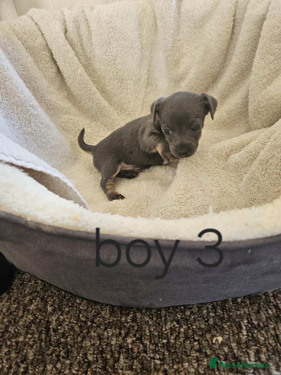 Jack Russell dogs for sale: Stunning Blue/silver jack Russell's  - Image 5