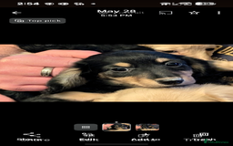 Miniature Dachshund dogs for sale:  Exquisite Long Coat Cream & Black & Tan Babies - Image 11