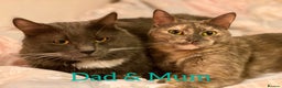 Mixed Breed cats for sale: 3/4 Maine Coon Polydactyl Kittens - Advert 7