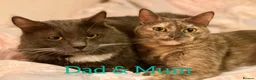Mixed Breed cats for sale: *SOLD* 3/4 Maine Coon Polydactyl Kittens - Advert 7
